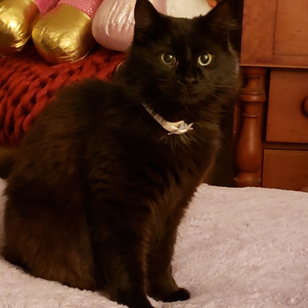 RESCUE KENTUCKY - Picture 11 of 17